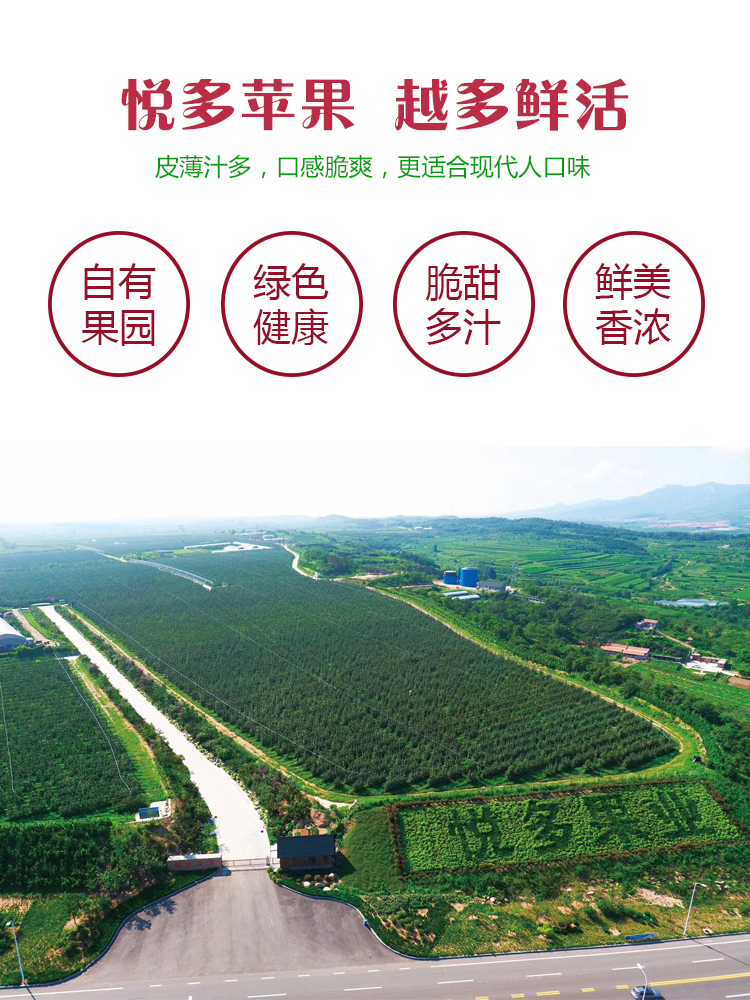 山(shān)東(dōng)紅(hóng)富士