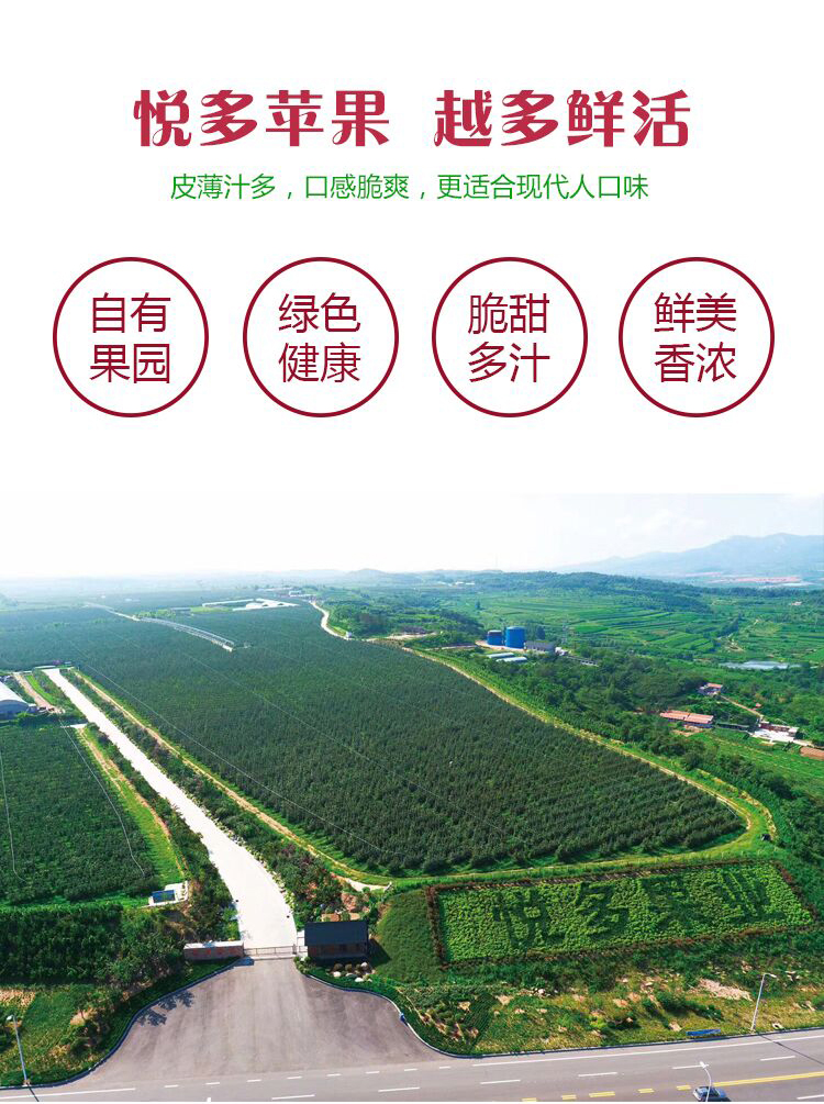 山(shān)東(dōng)黃(huáng)金(jīn)奶油富士