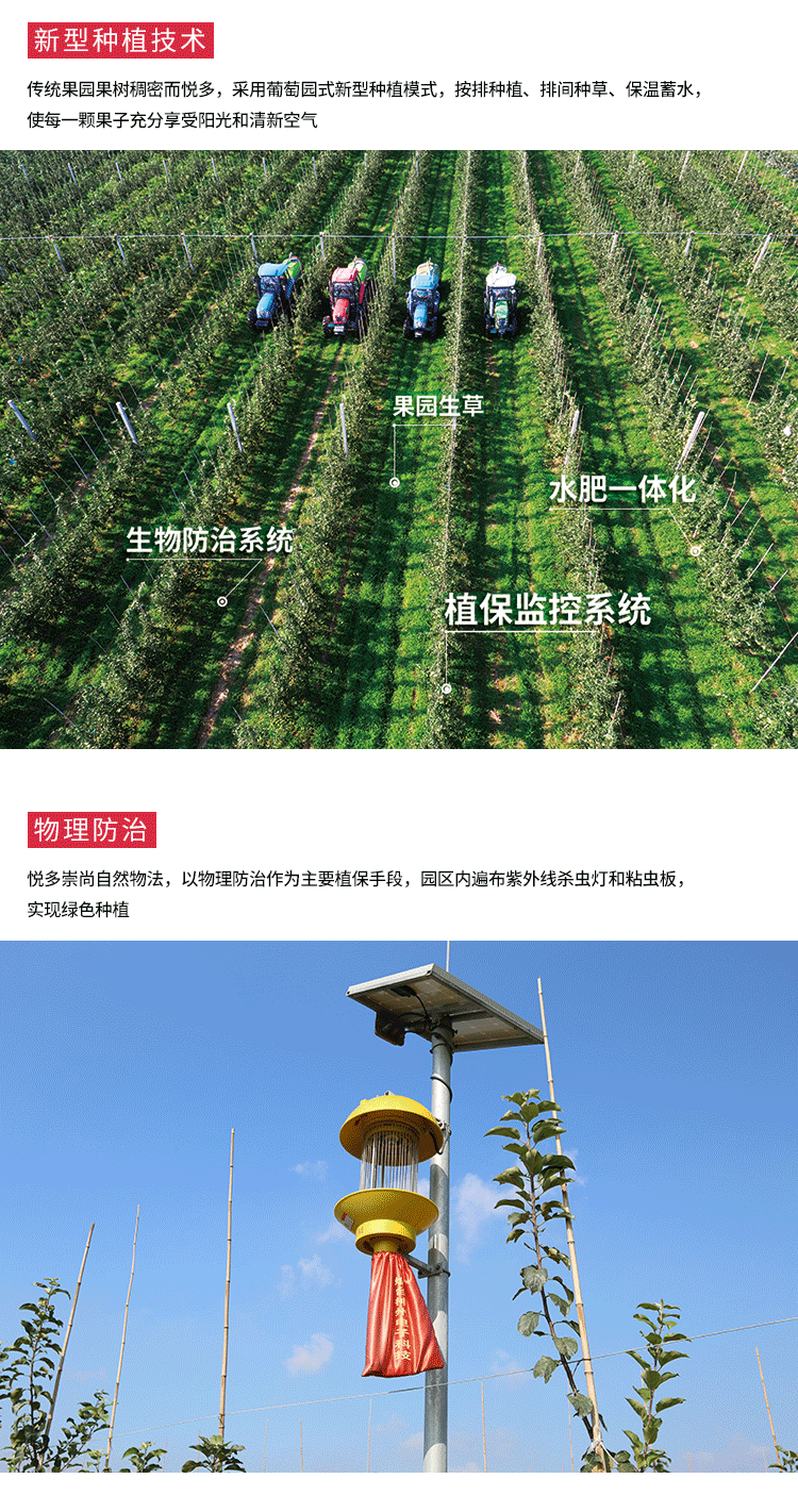 悅多(duō)風(fēng)霜蜜紅(hóng)富士蘋果